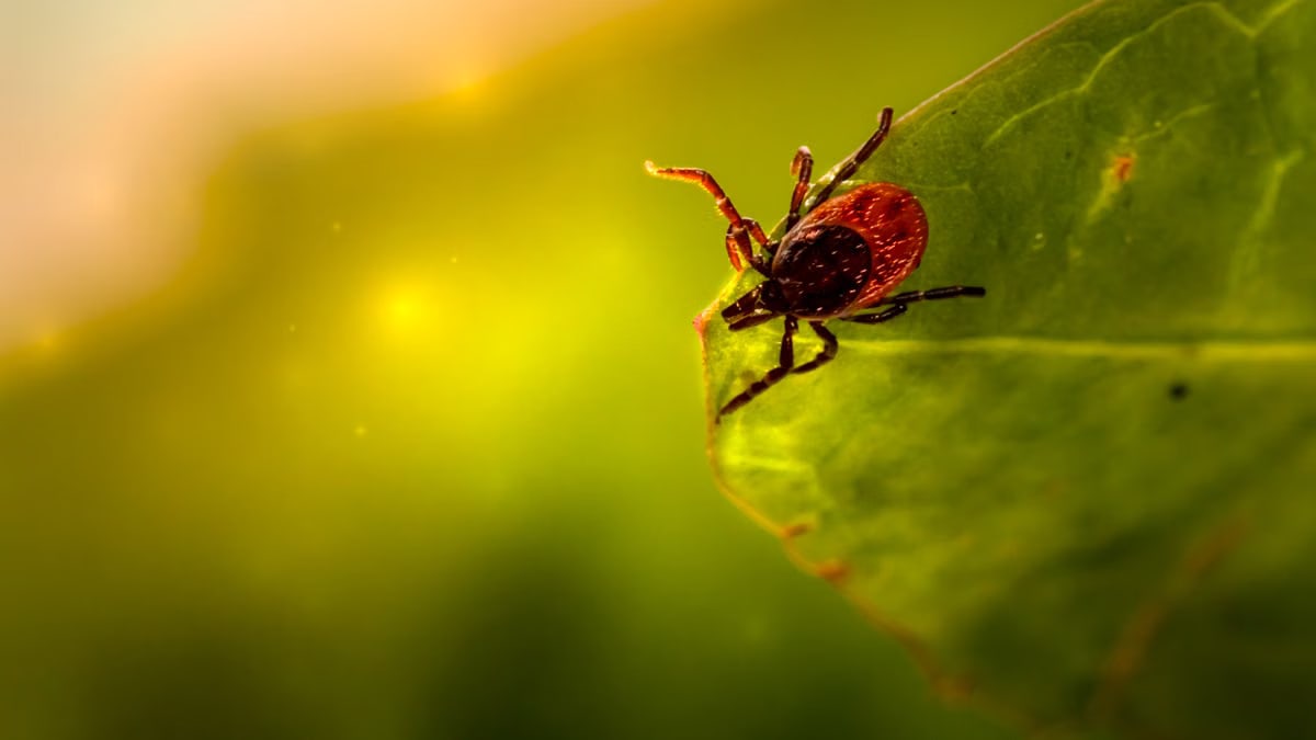 Close-up shot of a tick on a green leaf with blurred background, showcasing macro details.